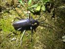Grand Capricorne (Le) Cerambyx cerdo Linnaeus, 1758