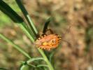  Carpocoris pudicus (Poda, 1761)