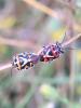  Eurydema ornata (Linnaeus, 1758)