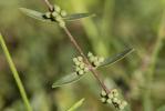 Alavert à feuilles étroites Phillyrea angustifolia L., 1753