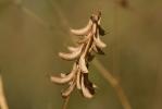 Trigonelle comestible Trigonella esculenta Willd., 1809