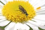  Ortochile nigrocoerulea Latreille, 1809