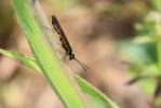  Trachelus troglodyta (Fabricius, 1787)