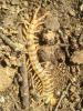  Scolopendra cingulata Latreille, 1789