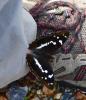 Grand mars changeant (Le), Grand Mars (Le), Chatoy Apatura iris (Linnaeus, 1758)