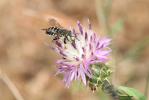  Anthidium diadema Latreille, 1809