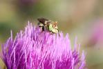  Anthidium diadema Latreille, 1809