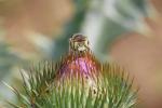  Anthidium diadema Latreille, 1809