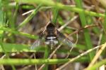  Bombylius cruciatus Fabricius, 1798