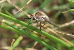  Bombylius cruciatus Fabricius, 1798