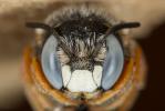  Pseudoanthidium reticulatum (Mocsáry, 1884)