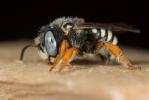  Pseudoanthidium reticulatum (Mocsáry, 1884)