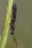  Phylloecus Newman, 1838