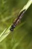  Phylloecus Newman, 1838
