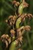 Orchis géant, Orchis à longues bractées, Barlie Himantoglossum robertianum (Loisel.) P.Delforge, 1999