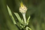Centaurée des collines Centaurea collina L., 1753