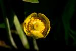 Nénuphar jaune, Nénufar jaune Nuphar lutea (L.) Sm., 1809