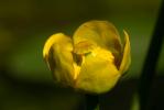 Nénuphar jaune, Nénufar jaune Nuphar lutea (L.) Sm., 1809