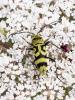 Clyte varié Chlorophorus varius (Müller, 1766)