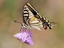 Machaon (Le), Grand Porte-Queue (Le) Papilio machaon Linnaeus, 1758