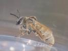 Vestitohalictus pollinosus (Sichel, 1860)