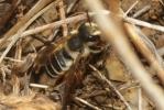  Megachile albisecta (Klug, 1817)
