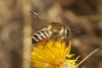  Megachile albisecta (Klug, 1817)