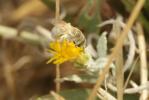  Vestitohalictus pollinosus (Sichel, 1860)