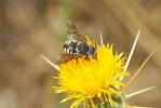  Pseudoanthidium reticulatum (Mocsáry, 1884)