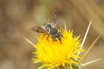  Pseudoanthidium reticulatum (Mocsáry, 1884)