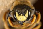  Trachusa laeviventris (Dours, 1873)
