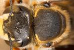  Trachusa laeviventris (Dours, 1873)