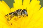  Osmia spinulosa (Kirby, 1802)