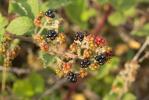Ronce blanchâtre Rubus canescens DC., 1813
