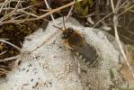  Anthidium taeniatum Latreille, 1809