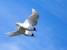 Mouette mélanocéphale Ichthyaetus melanocephalus (Temminck, 1820)
