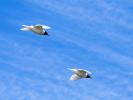 Mouette mélanocéphale Ichthyaetus melanocephalus (Temminck, 1820)