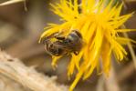  Lasioglossum Curtis, 1833