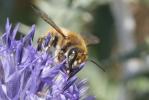  Megachile maritima (Kirby, 1802)