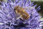  Megachile maritima (Kirby, 1802)