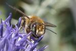  Megachile maritima (Kirby, 1802)
