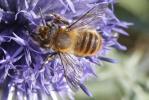  Megachile maritima (Kirby, 1802)