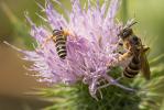  Halictus scabiosae (Rossi, 1790)