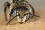  Osmia spinulosa (Kirby, 1802)