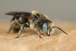  Osmia spinulosa (Kirby, 1802)