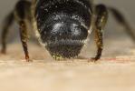  Osmia spinulosa (Kirby, 1802)