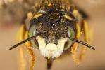  Pseudoanthidium scapulare (Latreille, 1809)