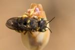  Pseudoanthidium scapulare (Latreille, 1809)