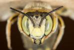  Anthidium diadema Latreille, 1809