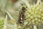  Stratiomys singularior (Harris, 1776)